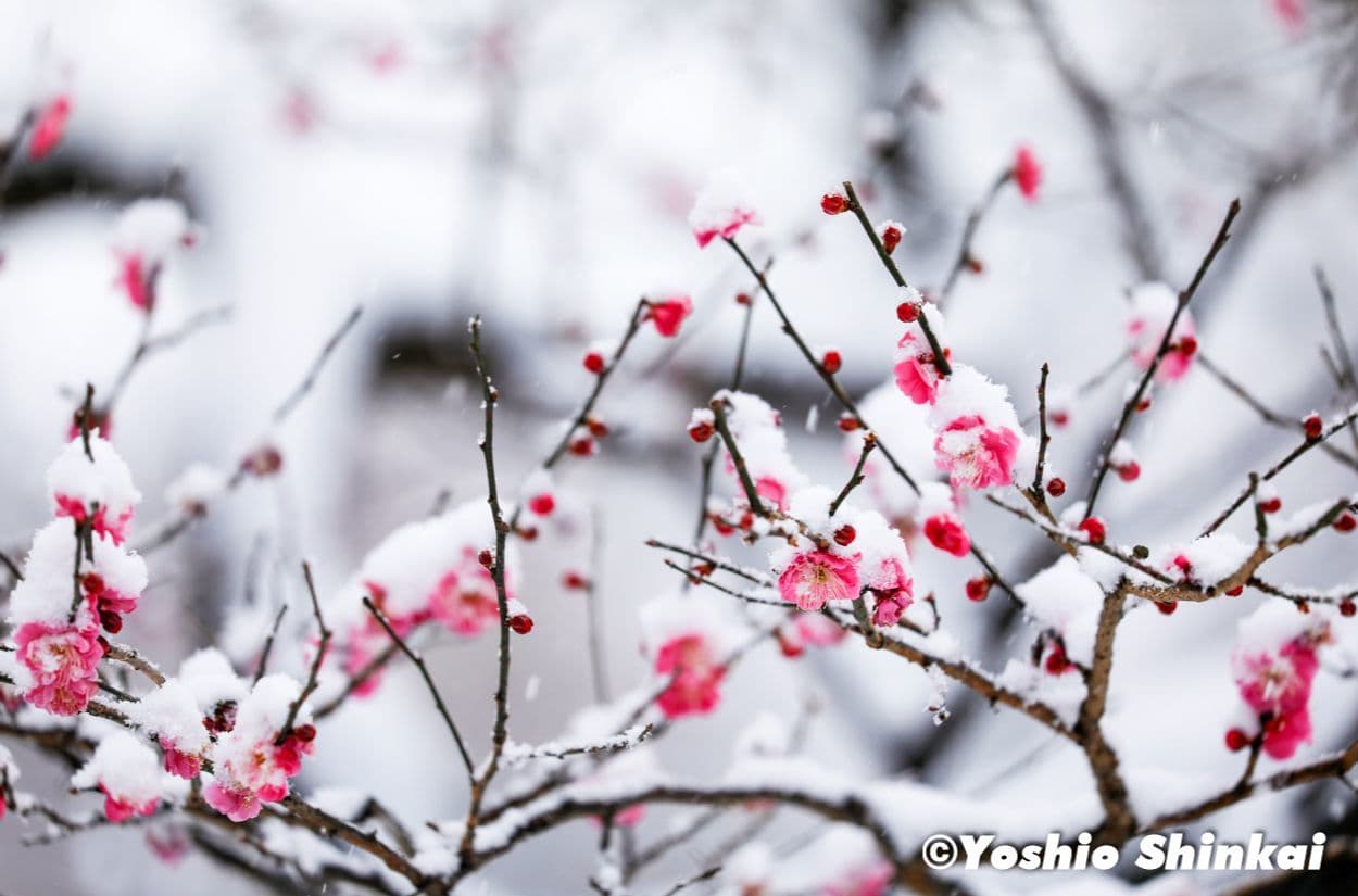 雪と梅