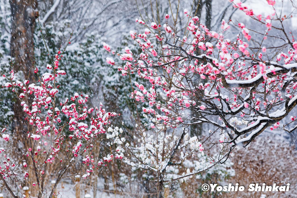 梅と雪