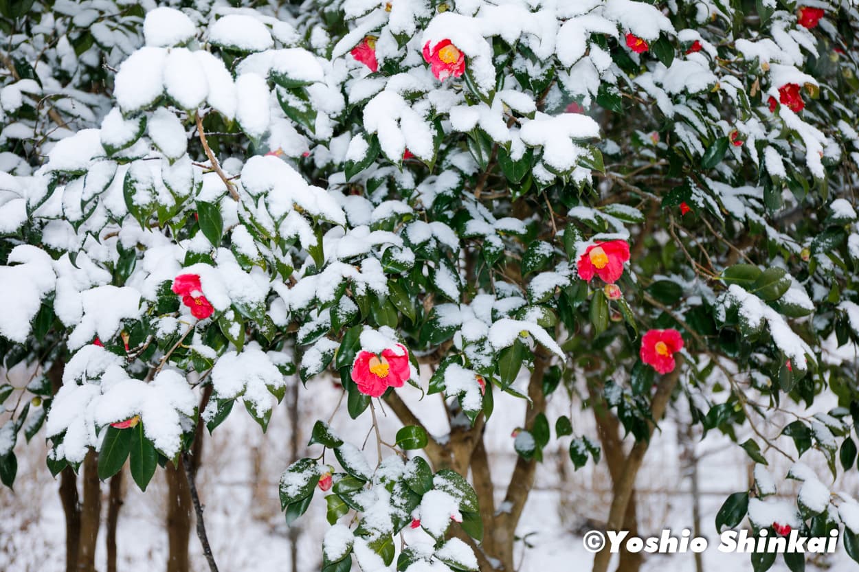 サザンカと雪