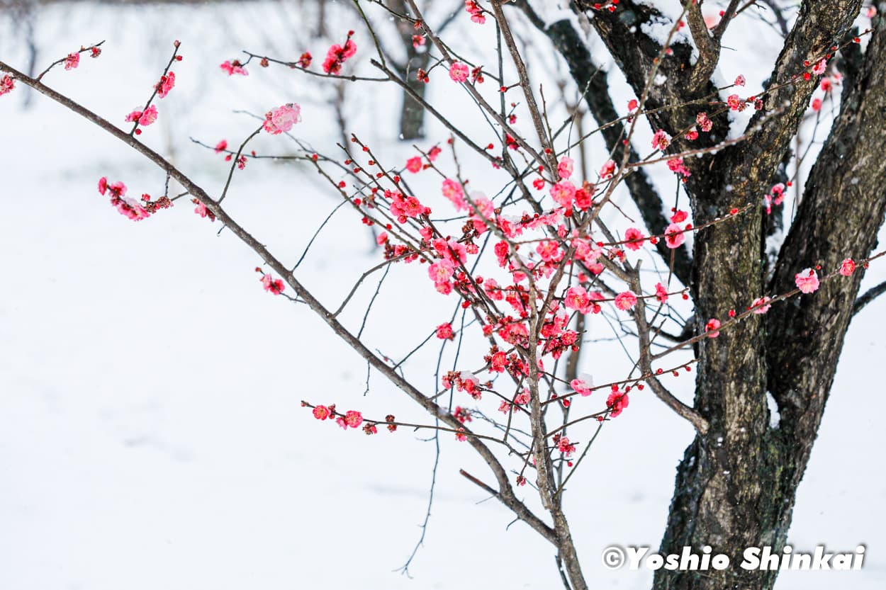 梅の花と雪