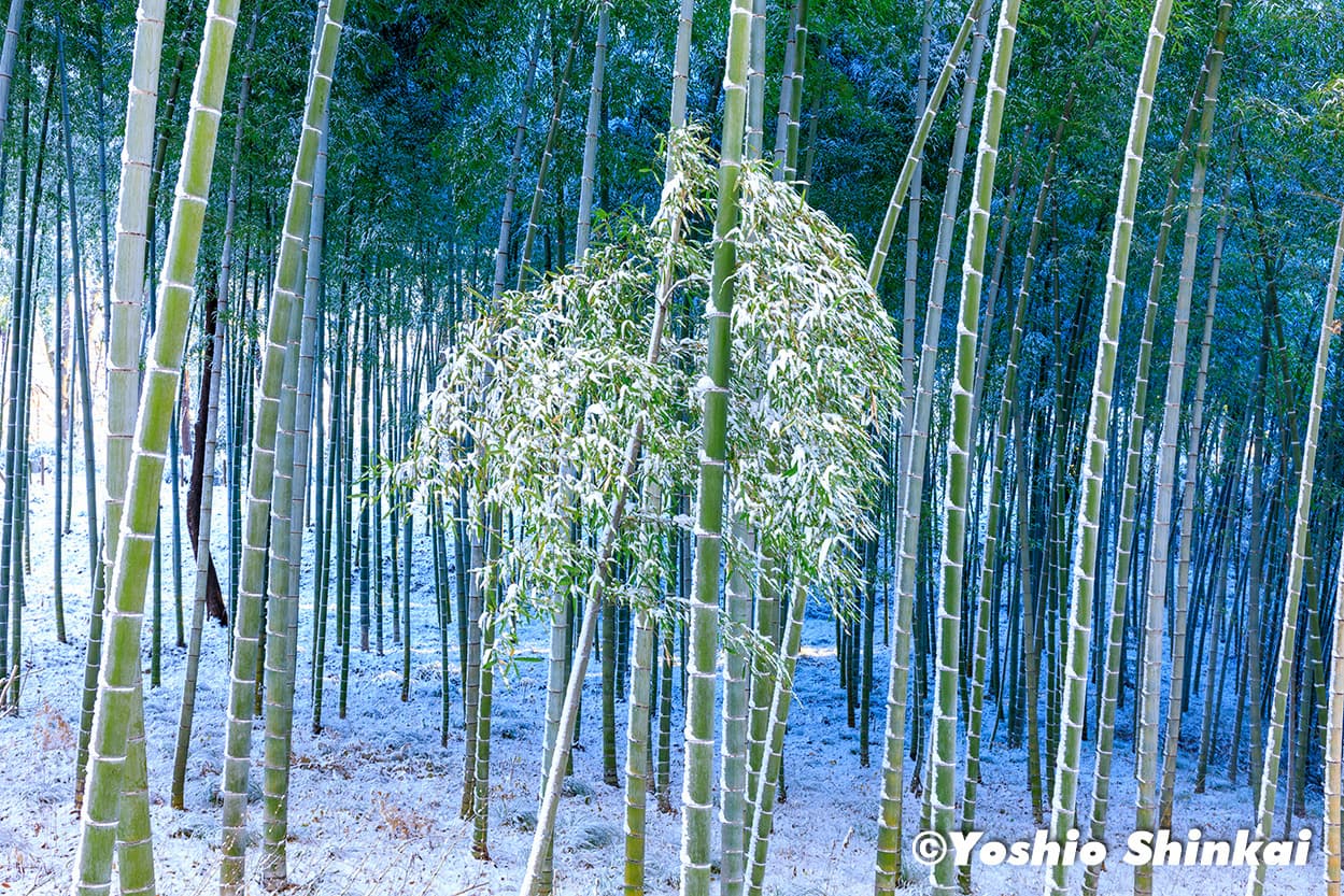 竹林と雪