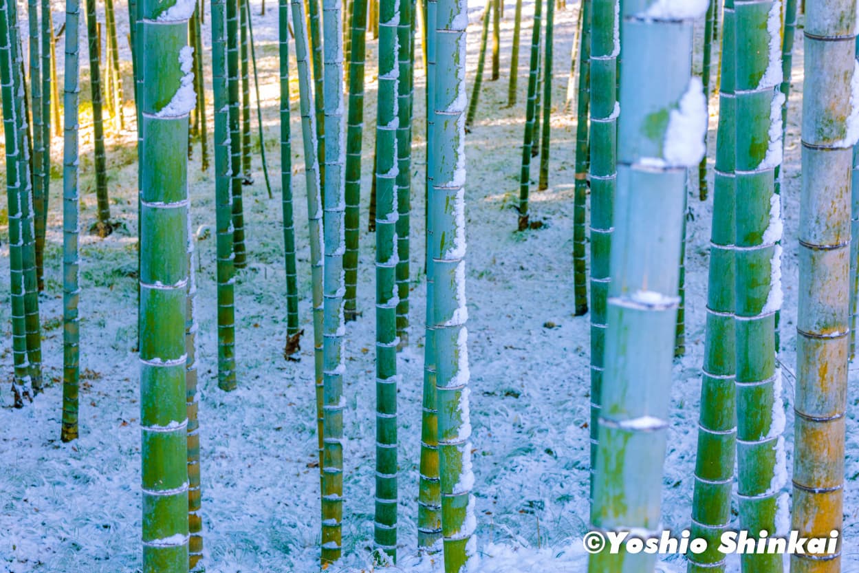 雪と竹林