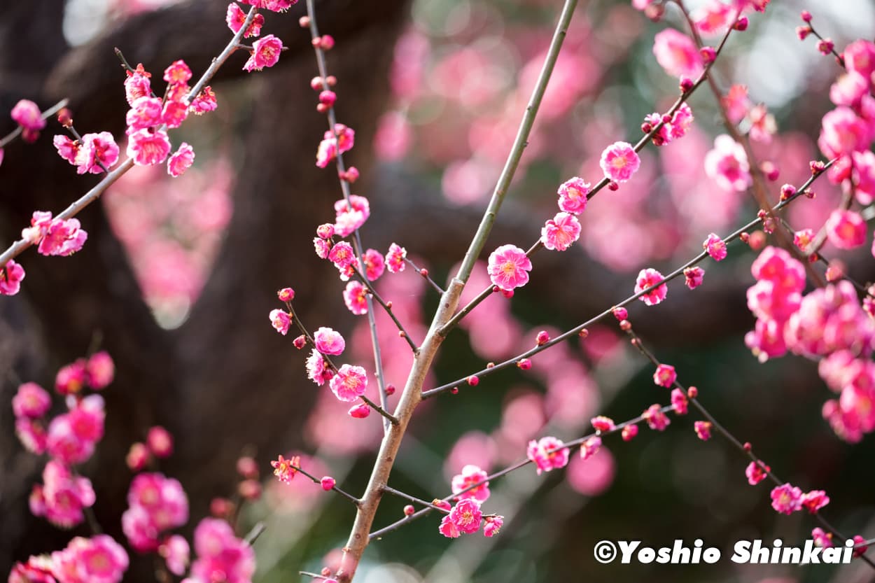 梅の花