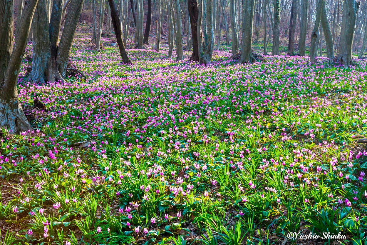 カタクリの花