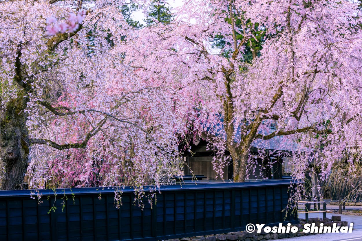 角館の桜