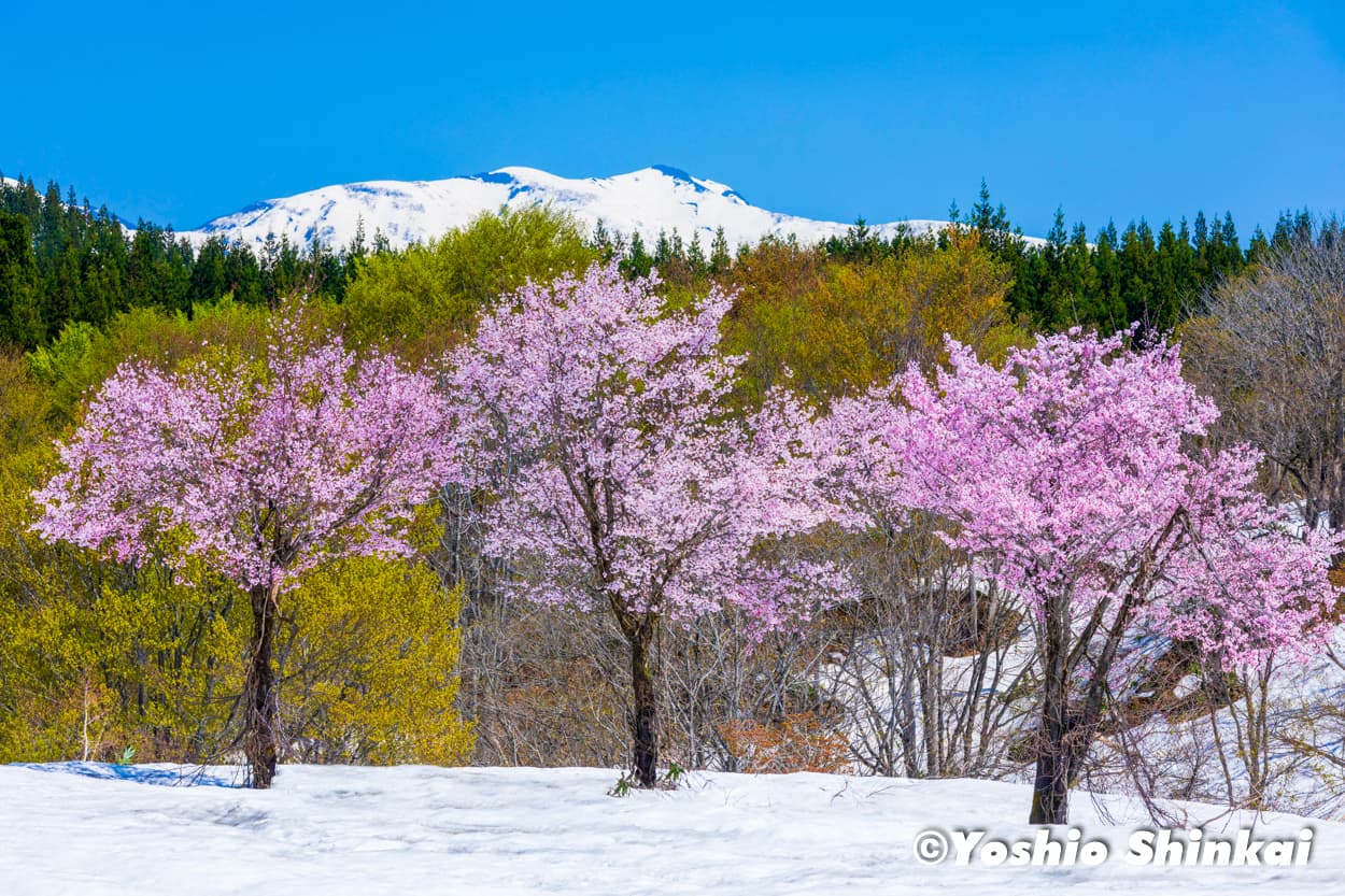 雪中桜