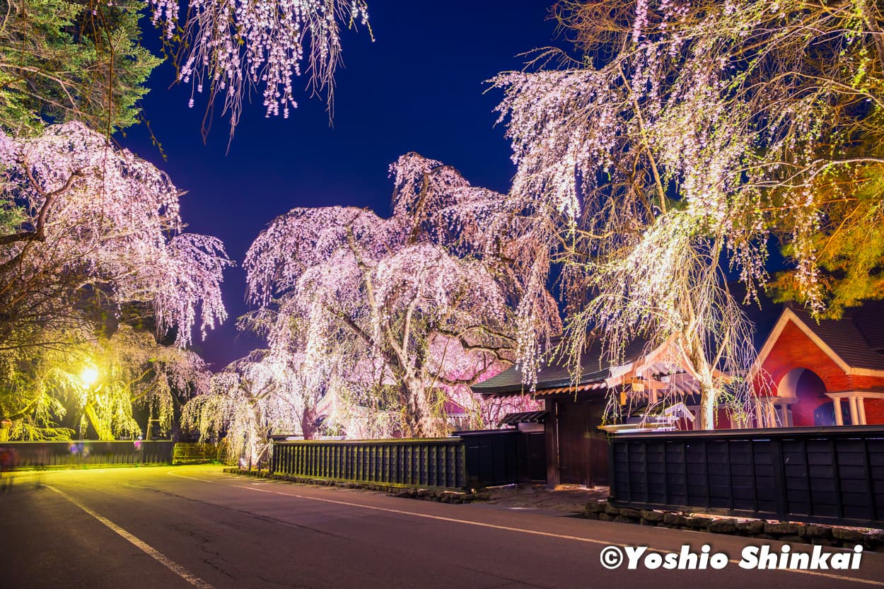 角館の桜