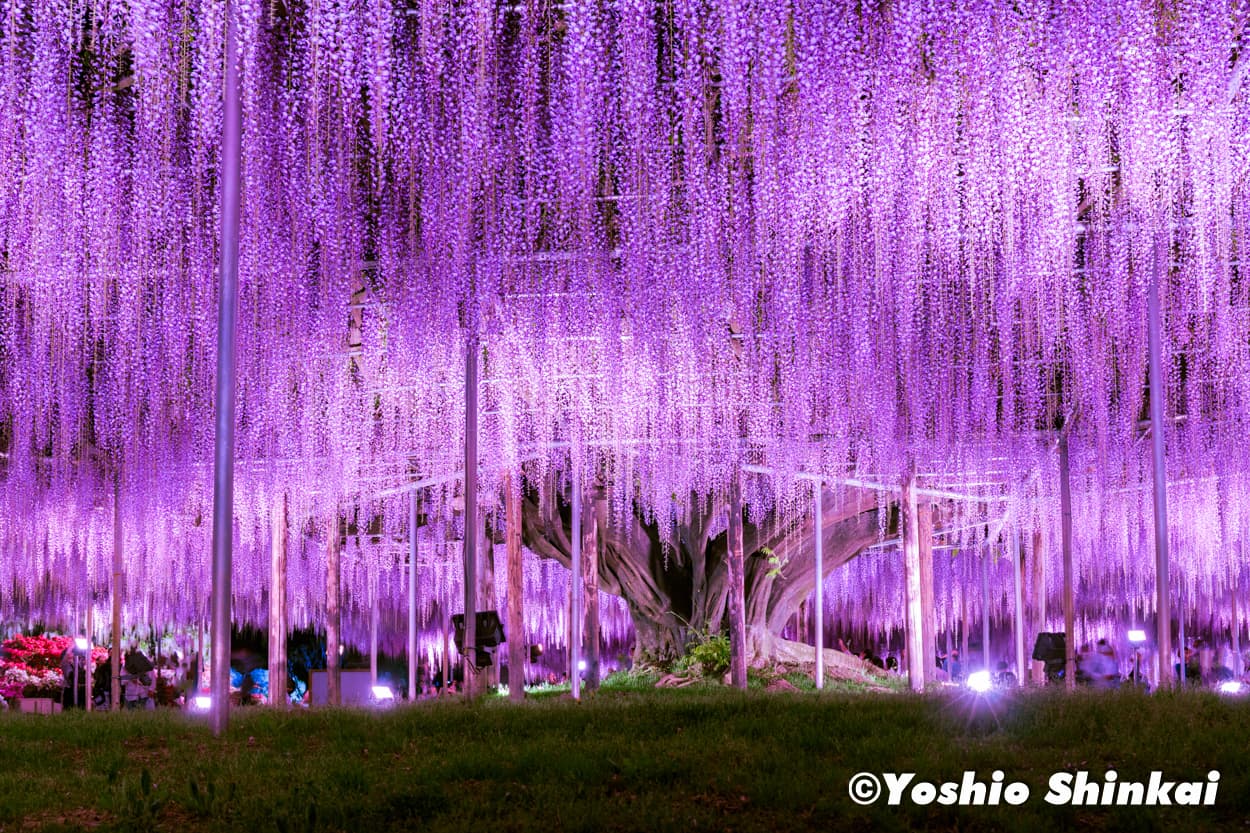 藤の花