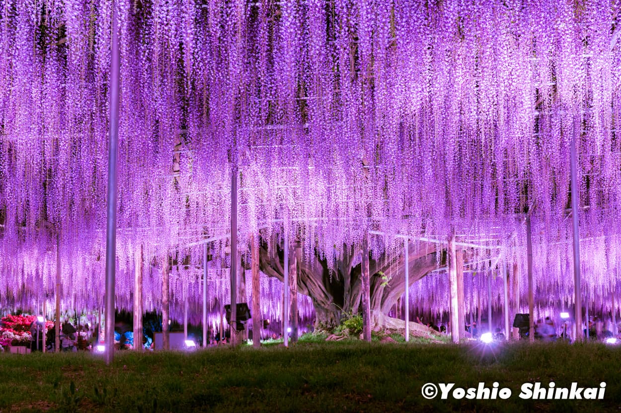 藤の花