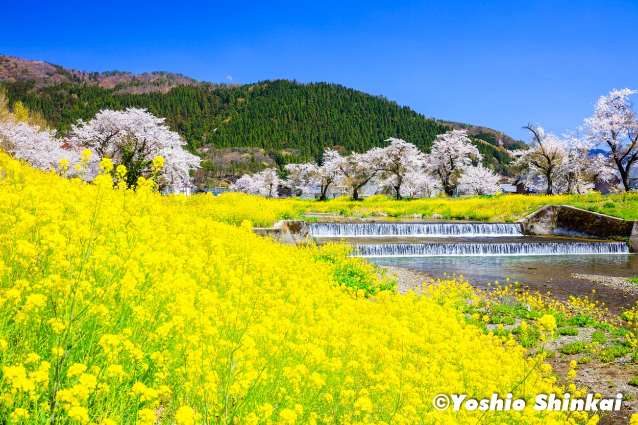 菜の花と桜