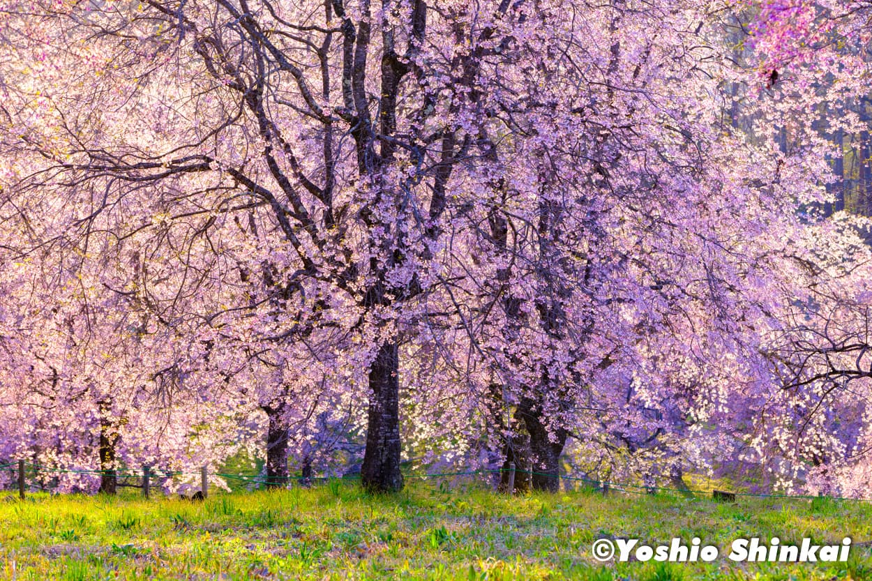 番所の桜