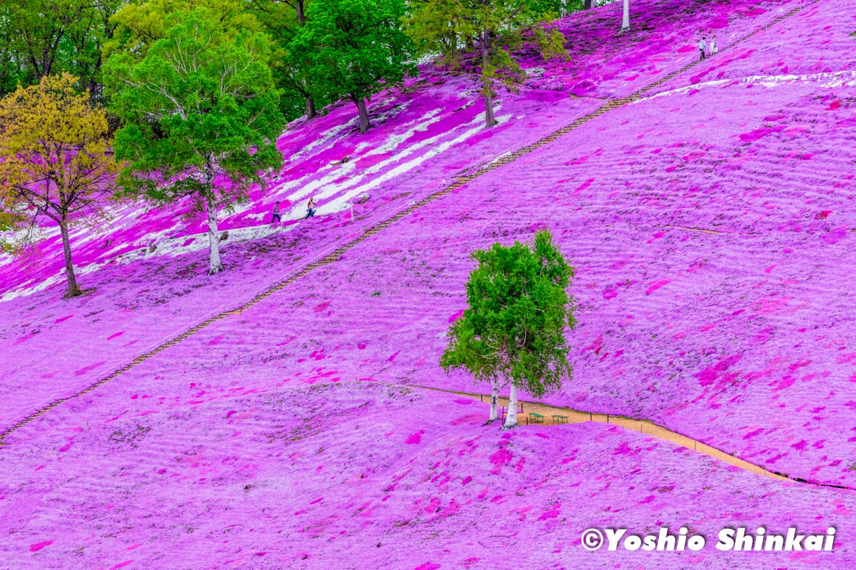 芝桜