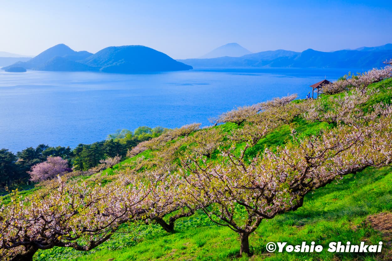 梅の花と洞爺湖