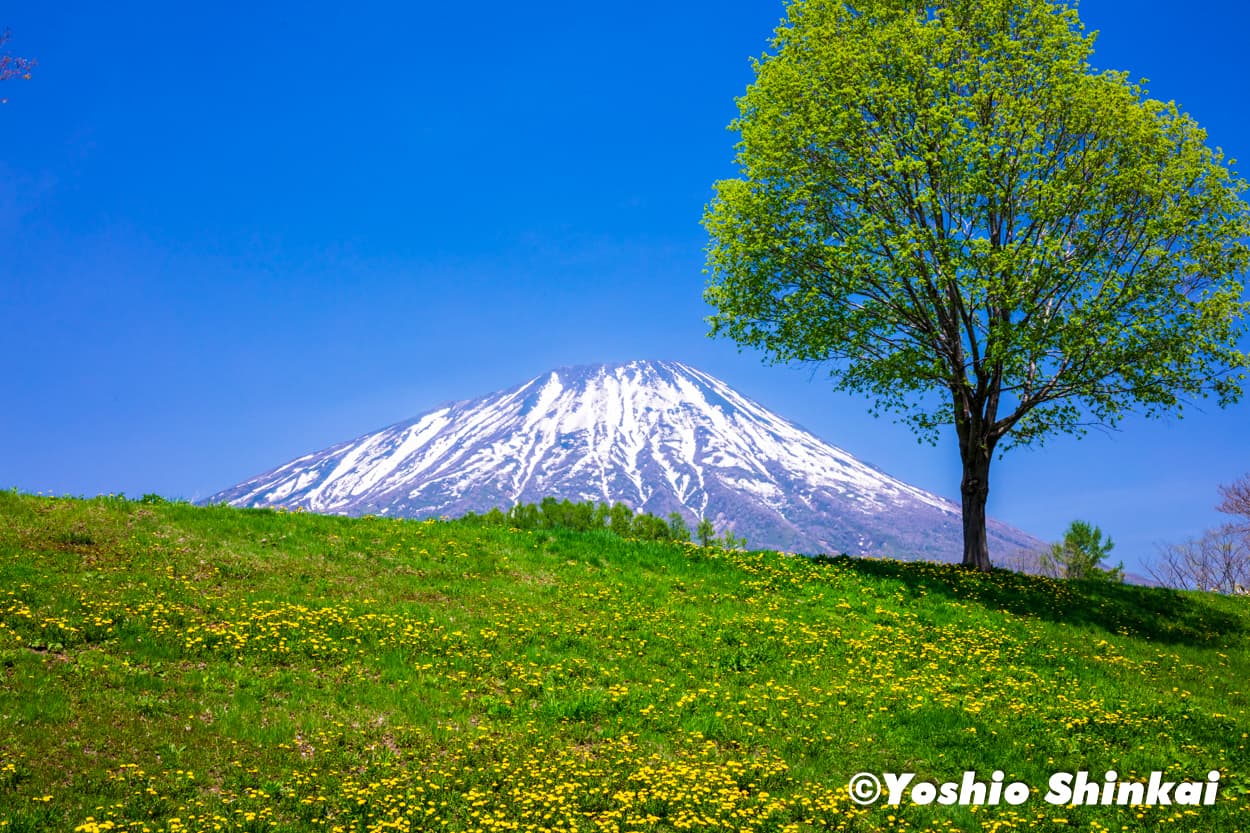 タンポポと羊蹄山