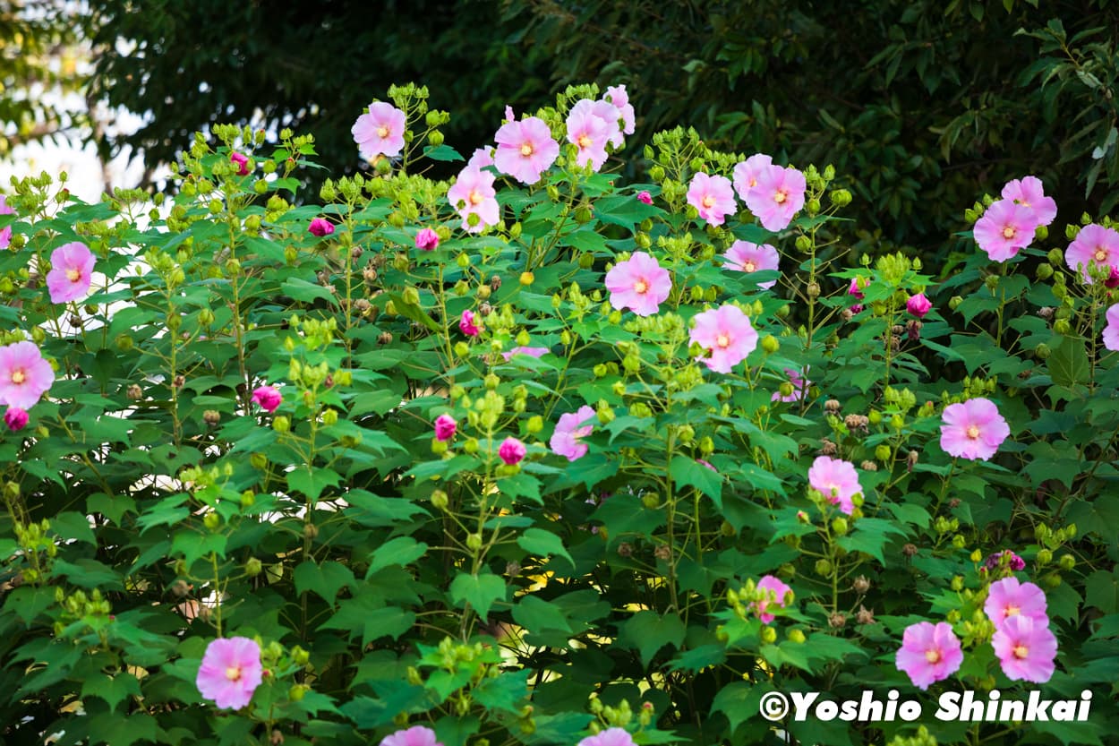 フヨウの花