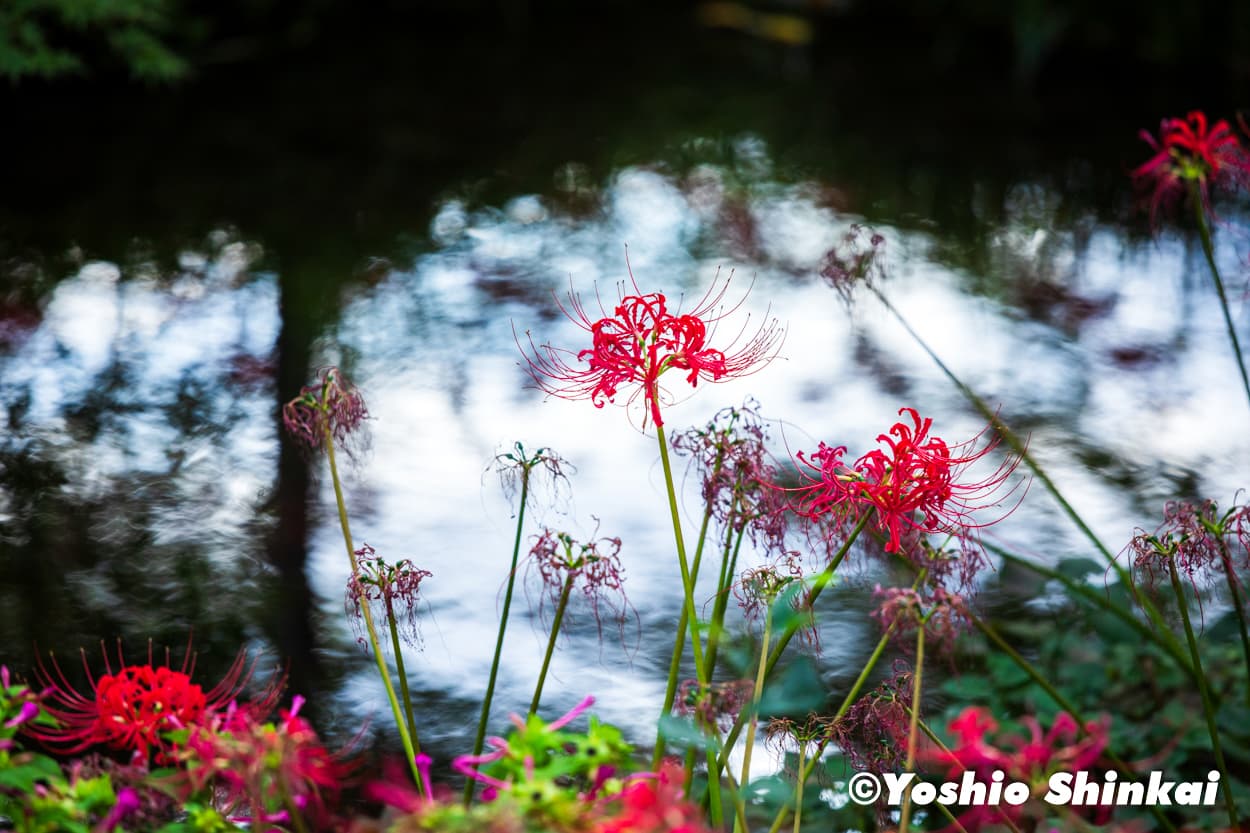 曼珠沙華