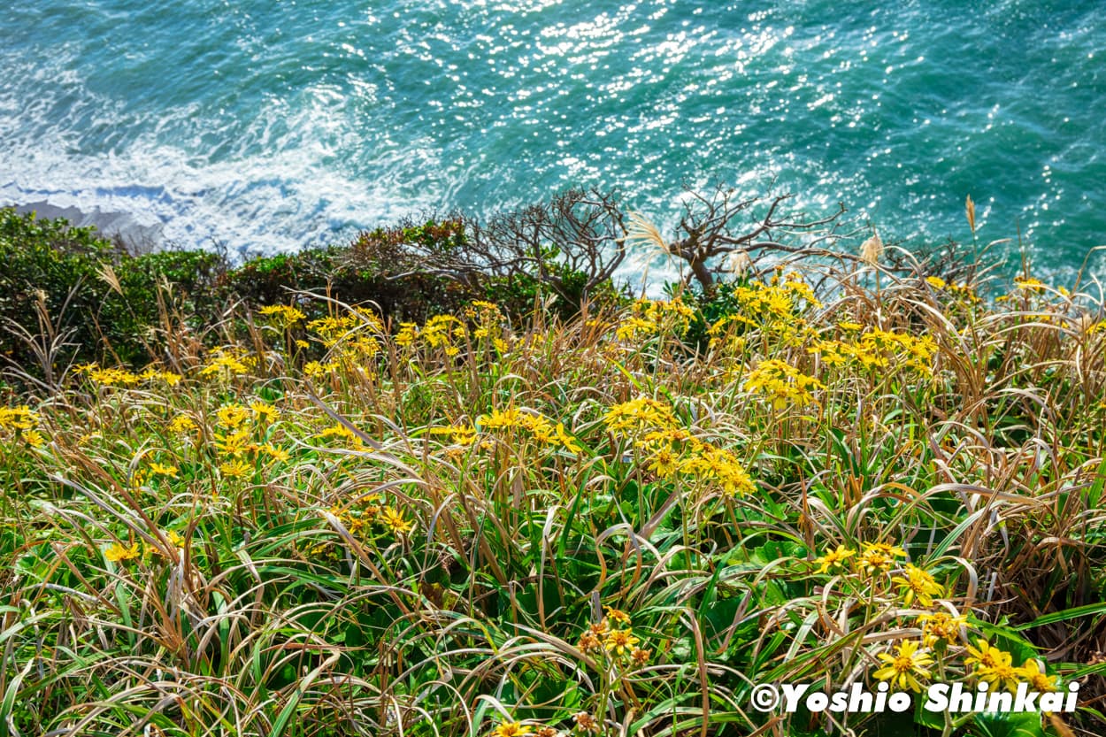 伊良湖岬