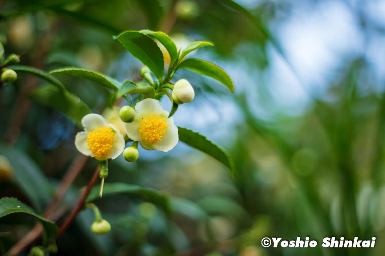 お茶の花