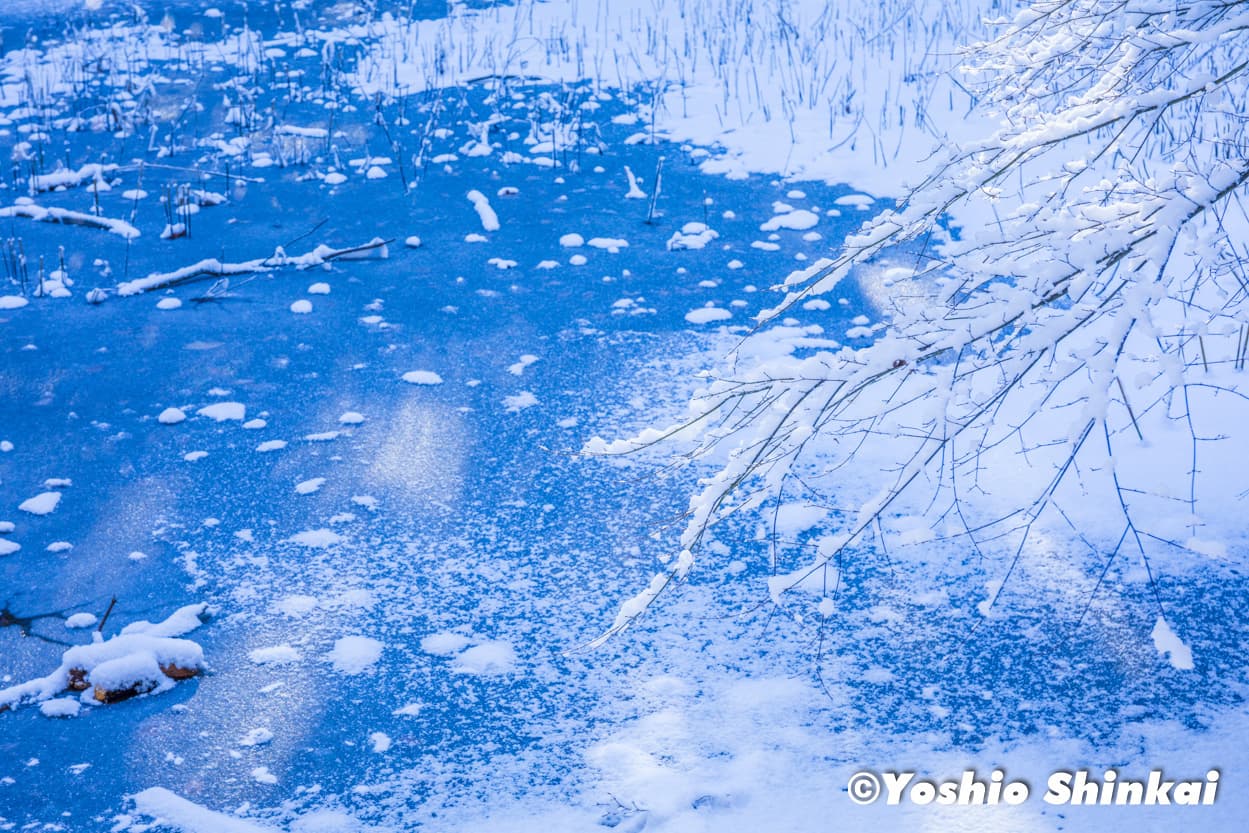 池の雪