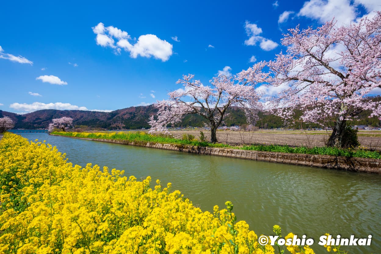 菜の花と桜　余呉湖