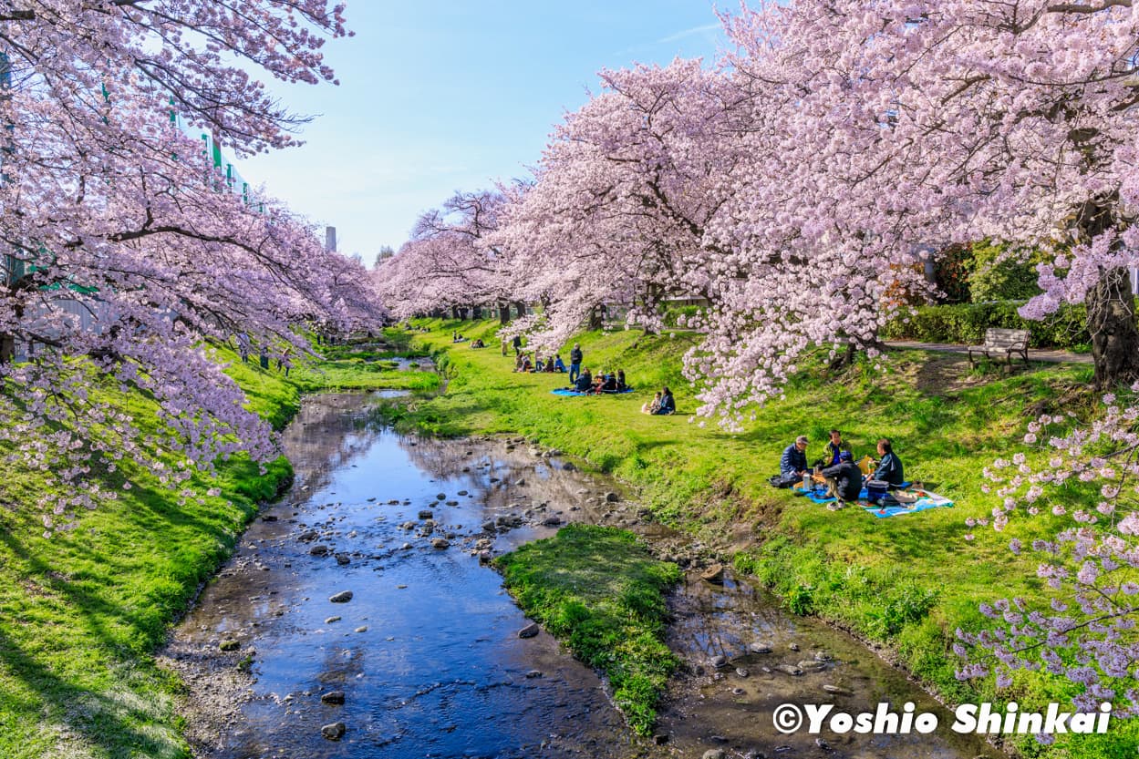 根川桜並木