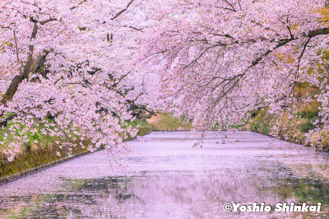 桜の弘前城