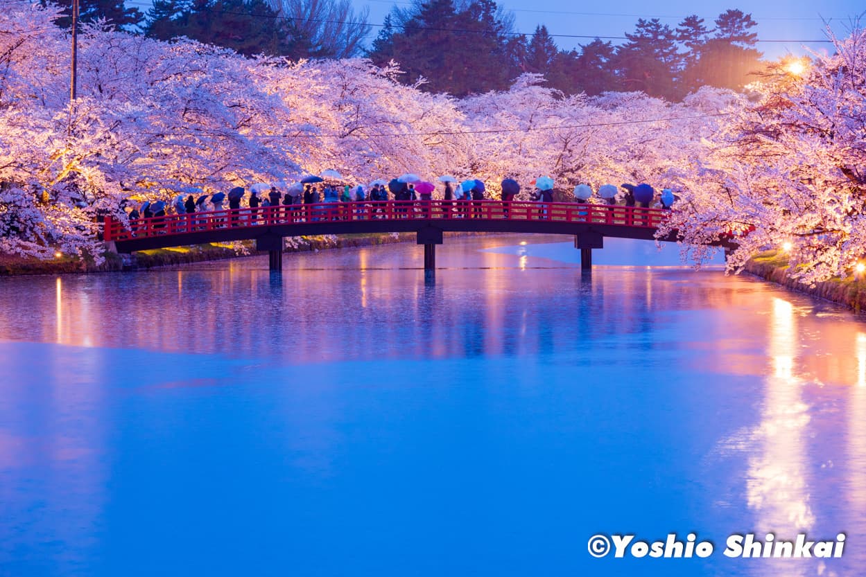 桜の弘前城