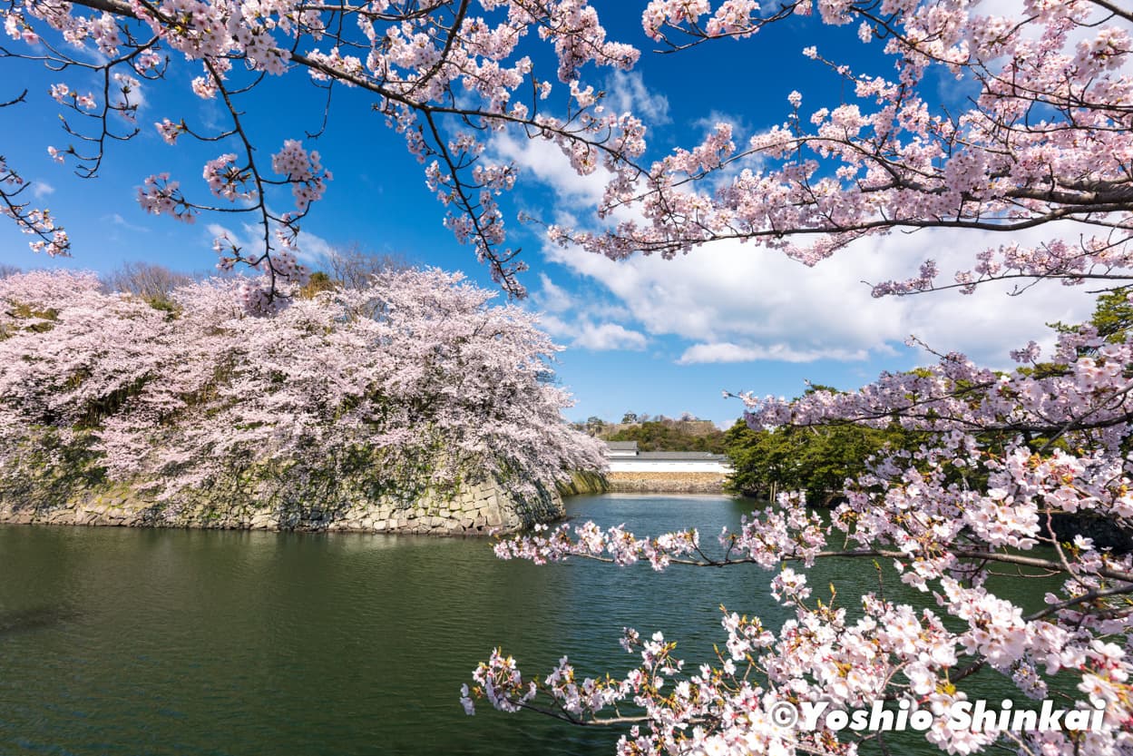 彦根城