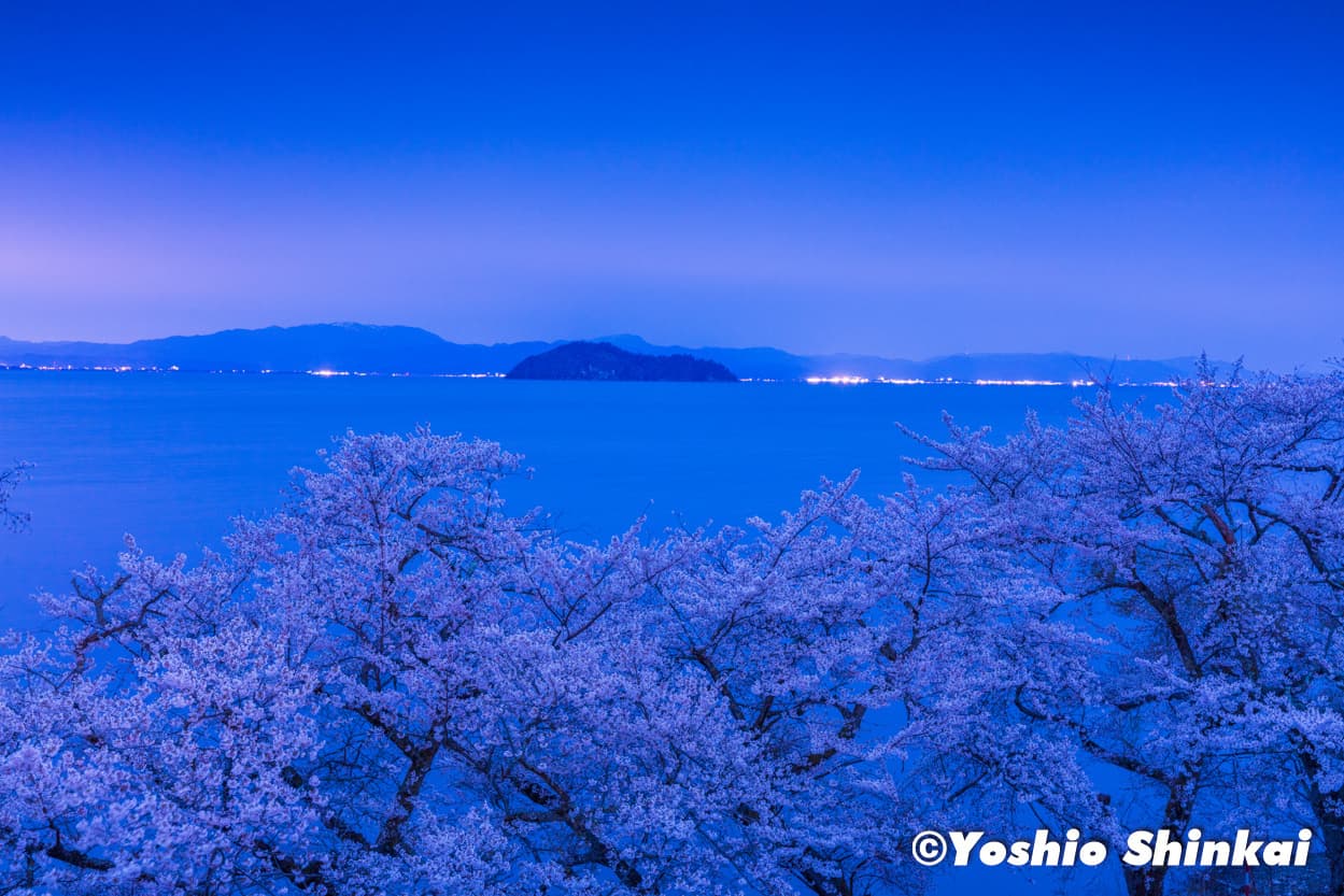 海津大崎の夜桜