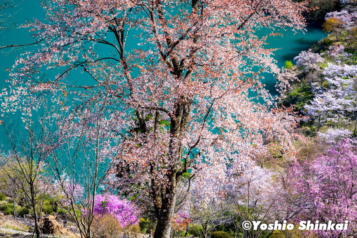 奥多摩湖の桜