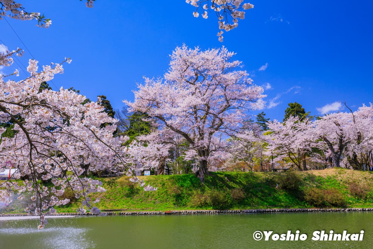 最上公園の桜