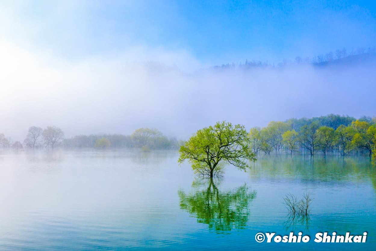 朝霧の水没林