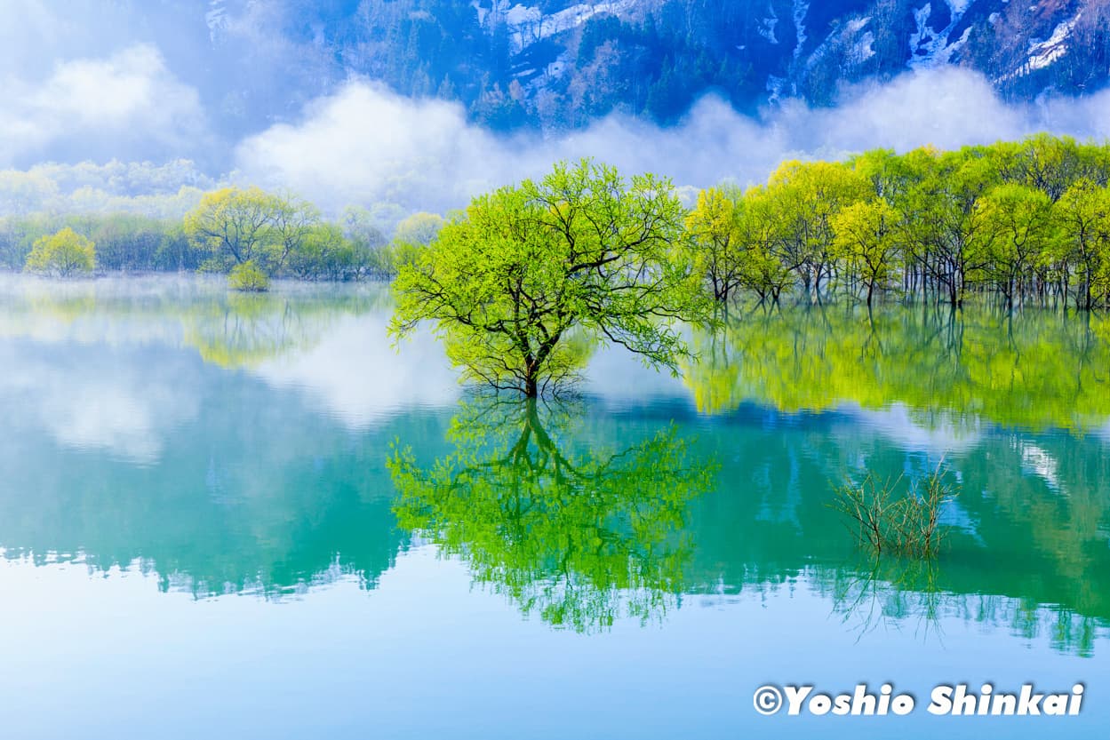 水没林と朝霧