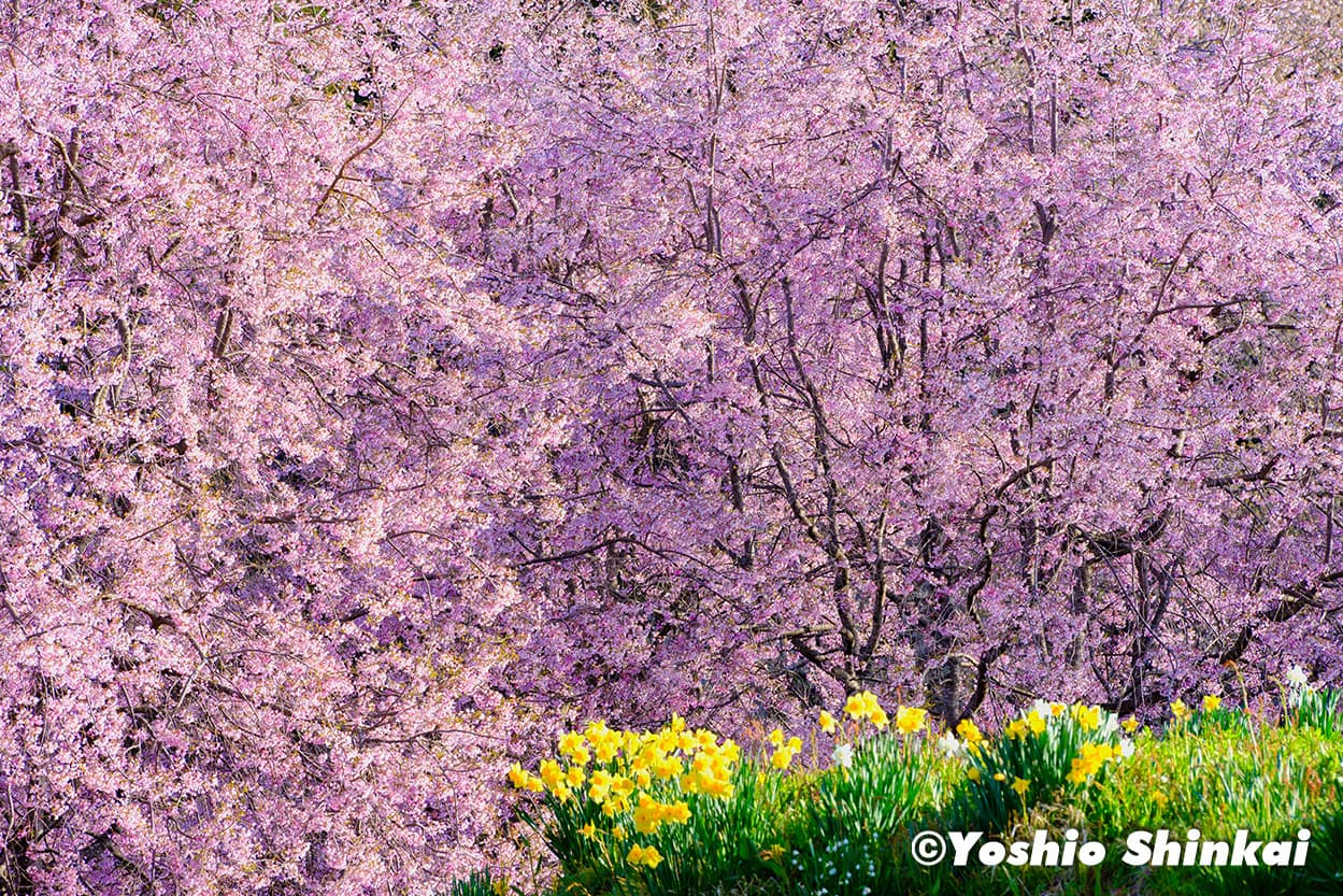 スイセンと桜