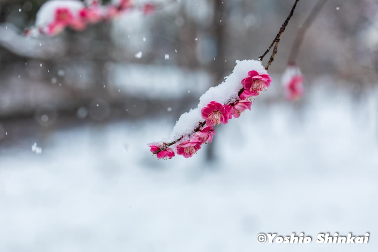 雪と梅