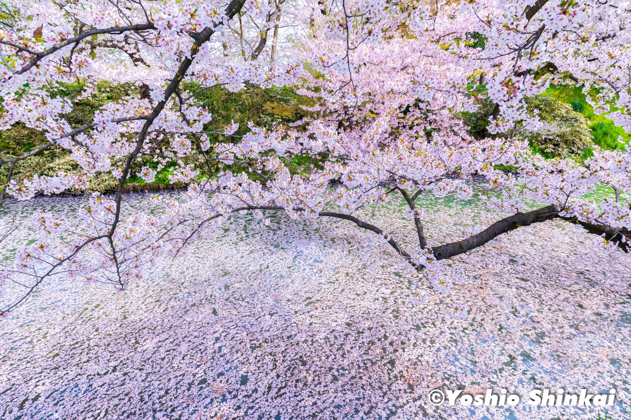 桜の弘前城