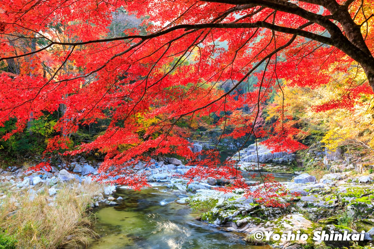 秋の奥津渓谷
