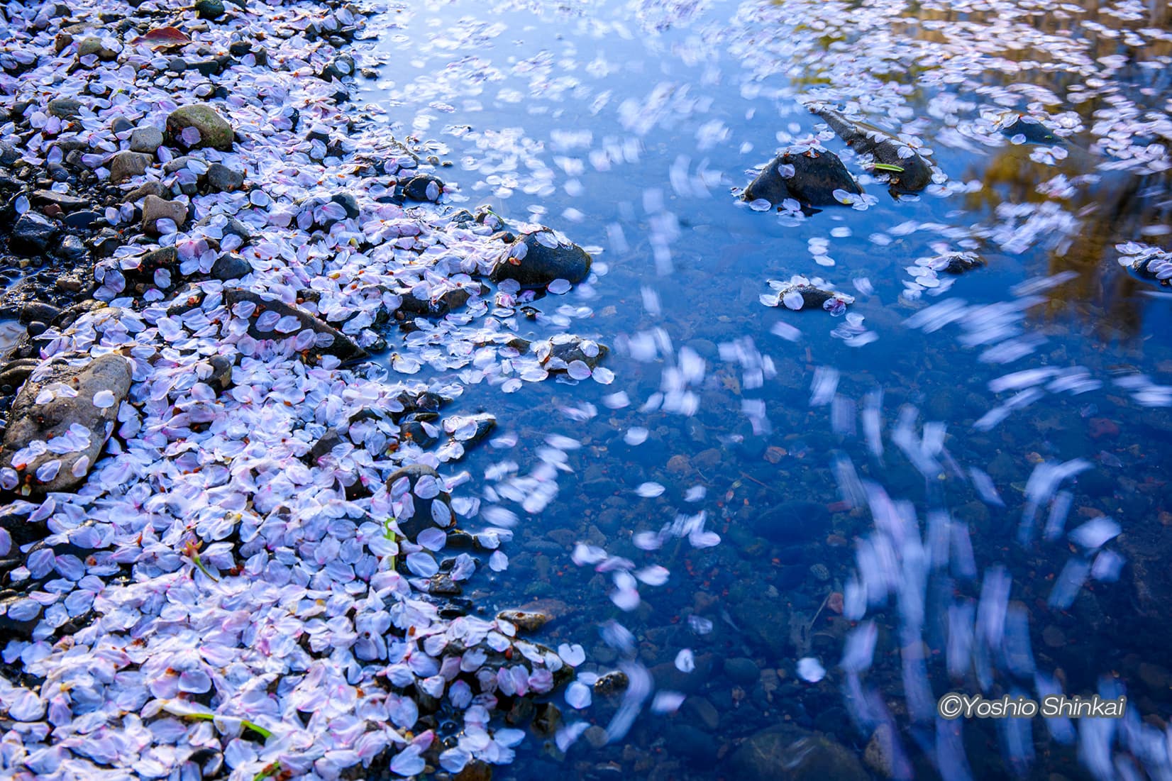 花筏